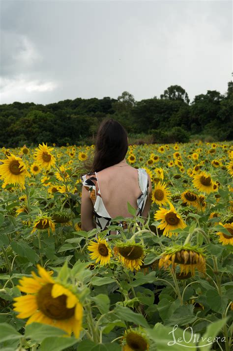 See more ideas about flowers, santa barbara county, plants. "Sunflowers" Natalia - Santa Barbara d'Oeste SP, Brazil on ...
