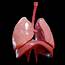 Human Lungs 3D Model Low Poly  CGTrader