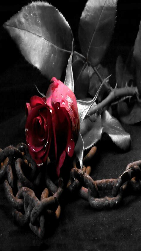 Rose Wallpaper Red Rose In Black And White Iphone 5s Hd