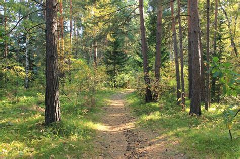 Forest Path On A Sunny Day September Stock Image Image Of Plant