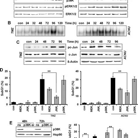 Tmz And Acnu Induced Apoptosis And Dna Damage A Ln 229 Cells Were