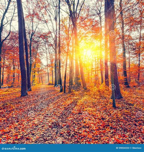 Sunset In The Autumn Forest Stock Image Image Of Park Nature 59054333
