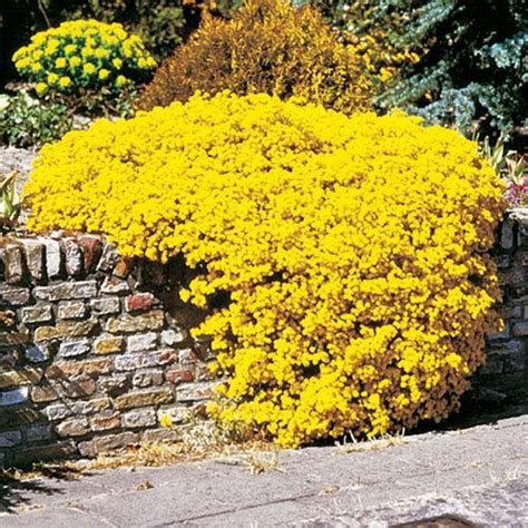 Flowers Allysum Yellow Dazzling Yellow Blooms To Greet Spring Rock