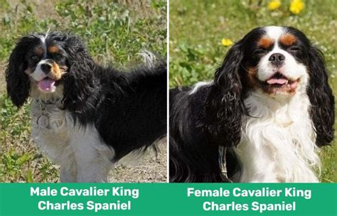 Male Vs Female Cavalier King Charles Spaniels The Differences With Pictures Pet Keen