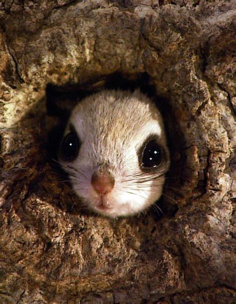 The pteromys momonga is a japanese dwarf flying squirrel, weighing between 150 and 220 grams. Japanese dwarf flying squirrel | Animales y mascotas ...