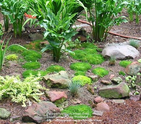 Check out our irish moss cover selection for the very best in unique or custom, handmade pieces from our shops. Pin on Garden