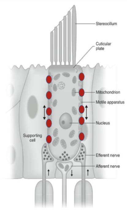 Outer Hair Cells Diagram Quizlet