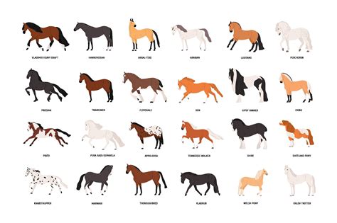 Horse Breeds Set Horse Breeds Horse Illustration Horses