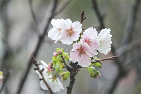 A Beautiful Sakura Tree Flower Seasonal Cherry Blossom Flower Stock