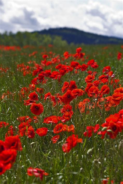 Field Of Scarlet Remembrance Poppies Disminucion By Vladimir