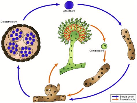 Life Cycle Of Aspergillus And Suggested Localization Of Ribotoxins