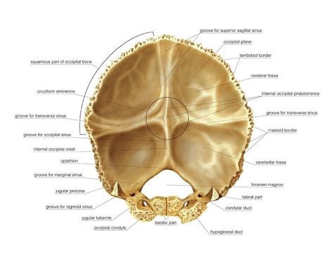 Occipital Bone By Asklepios Medical Atlas Occipital Anatomy Images