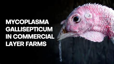 Mycoplasma Gallisepticum In Commercial Layer Farms Youtube