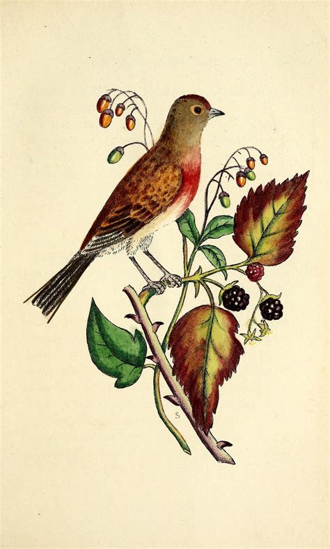 N198w1150 Vintage Bird Illustration Bird Illustration Bird Art Print