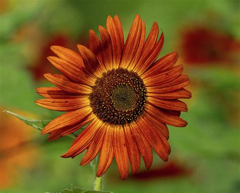 Burnt Orange Sunflower Photograph By Julie Barrick Pixels
