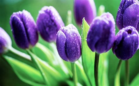 Purple Wet Tulips Hd Desktop Wallpaper Widescreen High Definition
