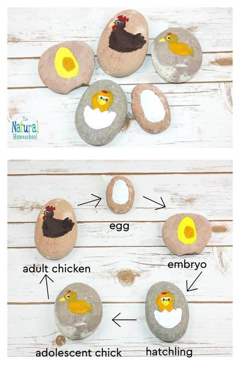 How To Make A Colorful Chicken Life Cycle Craft With Kids The Natural