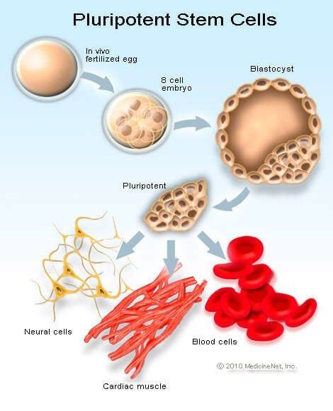 Definition Of Human Embryonic Stem Cell