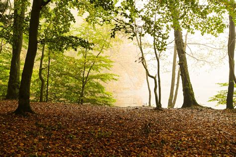 Foggy Autumn Forest Free Photo Download Freeimages