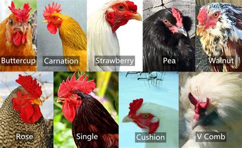 9 Types Of Chicken Comb With Pictures