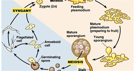 Plasmodial Slime Mold Life Cycle