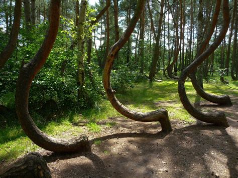 Crooked Forest Wallpapers Wallpaper Cave