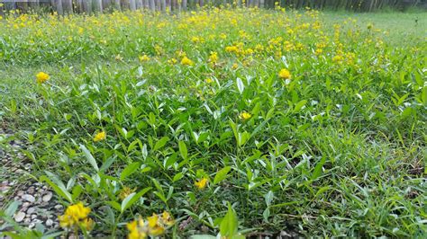 It is especially helpful to add a common object to the photo for scale and try to include as many details as possible (location landmarks, size of the plant, size of the infestation. lawn - What is this low-growing weed with narrow stems and ...