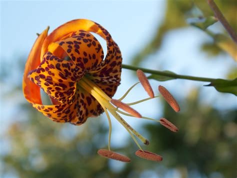 Seasonal Color July Humboldts Lily California Native Plant Society