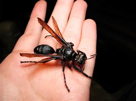 In order to kill a. Absurd Creature of the Week: If This Wasp Stings You ...