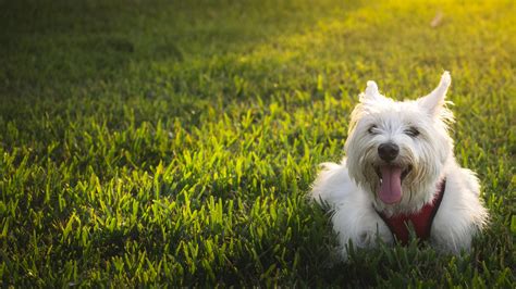 Looking for the best wallpapers? Westie Dog Wallpapers | HD Wallpapers | ID #15789