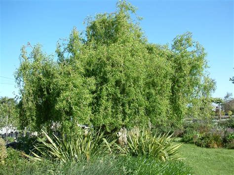 salix matsudana tortuosa corkscrew willow leafland limited best price buy trees online