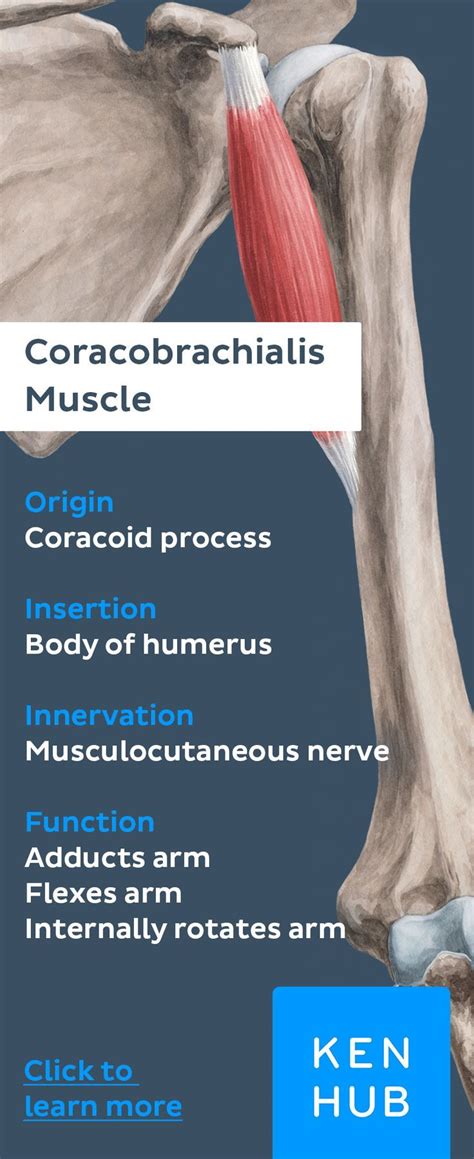 Coracobrachialis Muscle Human Anatomy And Physiology Muscle Anatomy