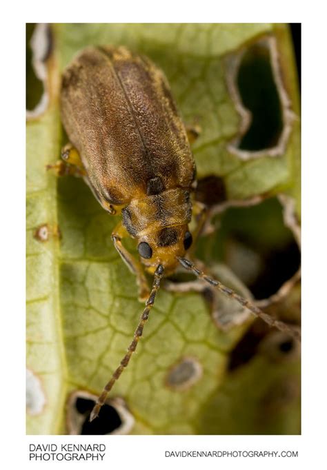 Galerucella nymphaeae (Waterlily Leaf Beetle) (II) · David Kennard ...