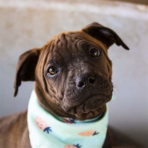 Puppies are due in november.… Charlotte ~ Mastiff x Boxer puppy (On Trial 9/9/18 - Medium Female Boxer x Mastiff Mix Dog in ...