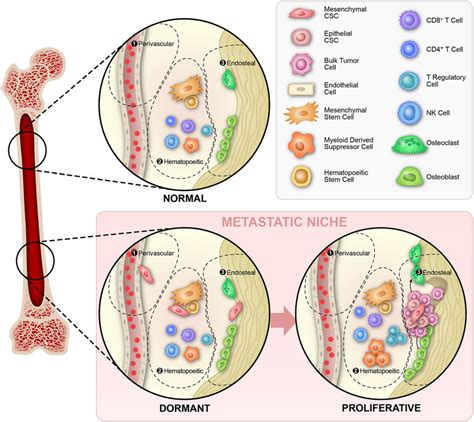 Cellular Dormancy In The Bone Marrow Niche Schematic Representation Of