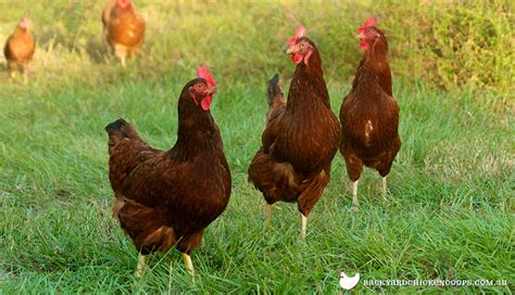 5 Grunde Til At Elske Rhode Island Red Chickens Wechsel