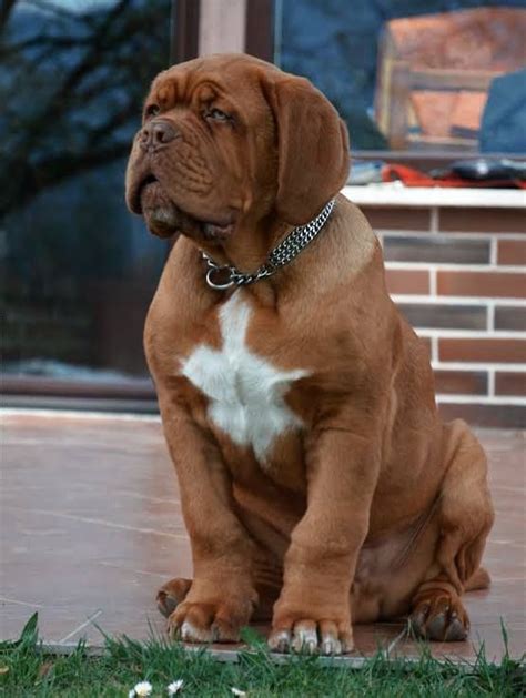 Find the perfect bullmastiff puppy at puppyfind.com. 481 best images about French Mastiff / Dogue De Bordeaux ...