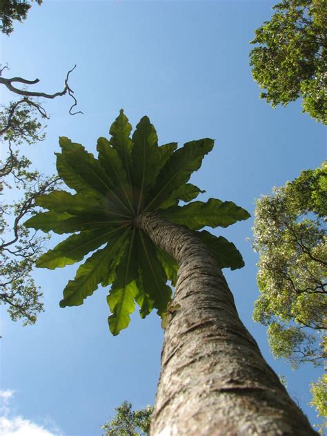 Back From The Dead An Extinct Native Tree Thrives Honolulu Civil Beat