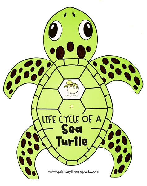 Life Cycle Of A Turtle Worksheet