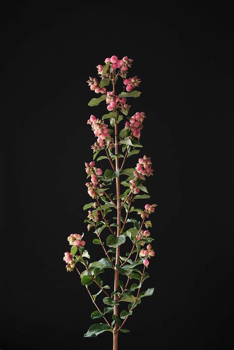 Symphoricarpos Magical Ruby Falls Kolster Bv Magical Plants And Flowers