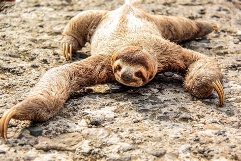 40 Adorable Sloth Pictures You Need In Your Life Readers Digest