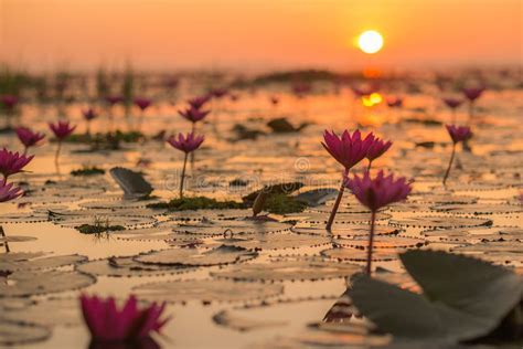 Red Lotus Sea Udon Thani Thailand Stock Image Image Of Leaf Lily