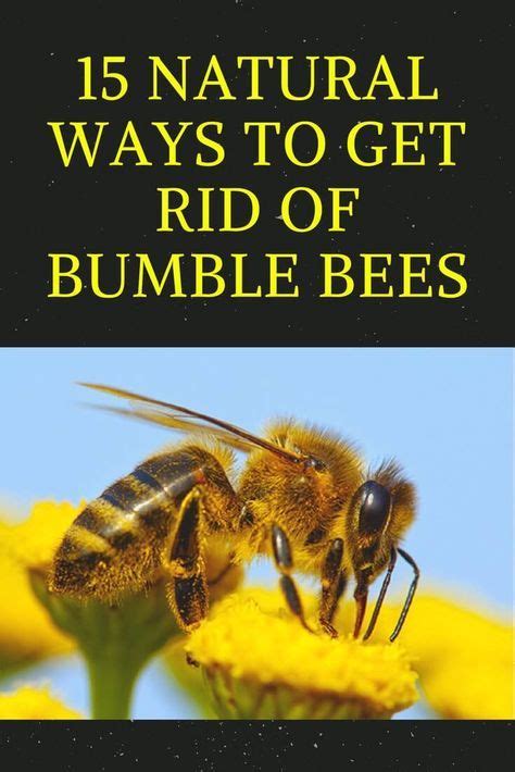 15 Natural Ways To Get Rid Of Bumble Bees Get Rid Of Bumble Bees