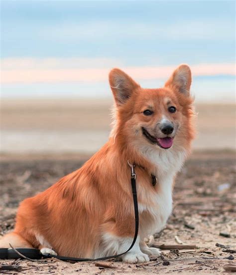 Fluffy Corgi All You Need To Know About The Long Haired Corgi