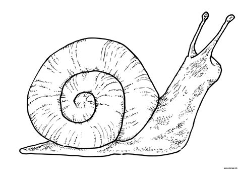 Coloriage Escargot Monachoides Vicinus Espece Terrestre Qui Respire L