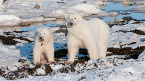 Can Polar Bears Survive In Warm Climates Polar Bear Facts
