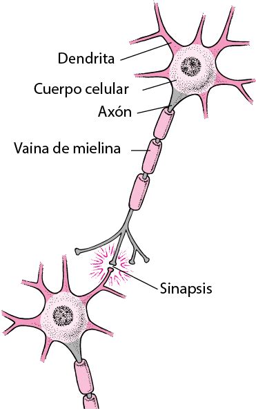 Figure Estructura Típica De Una Neurona Manual Msd