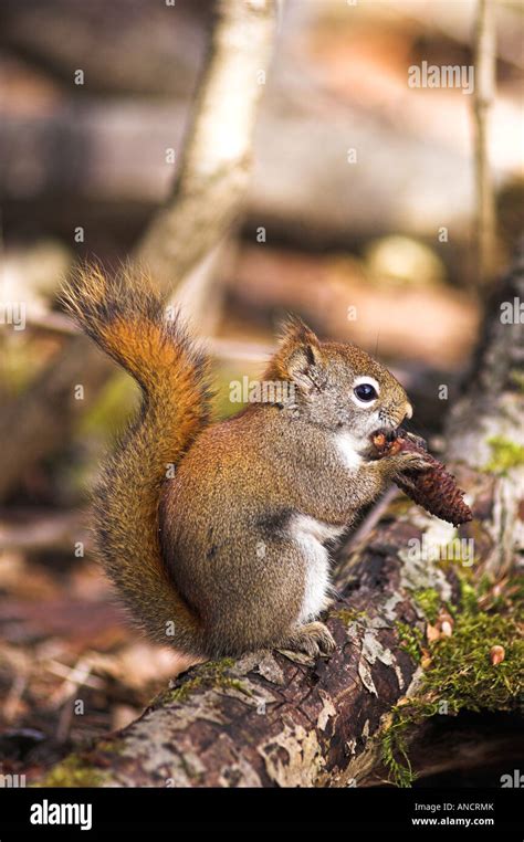 Red Squirrel Eating Pine Cones Hi Res Stock Photography And Images Alamy