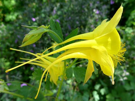 Tag along our adventures through sheltered areas. Golden Columbine, Aquilegia Chrysantha