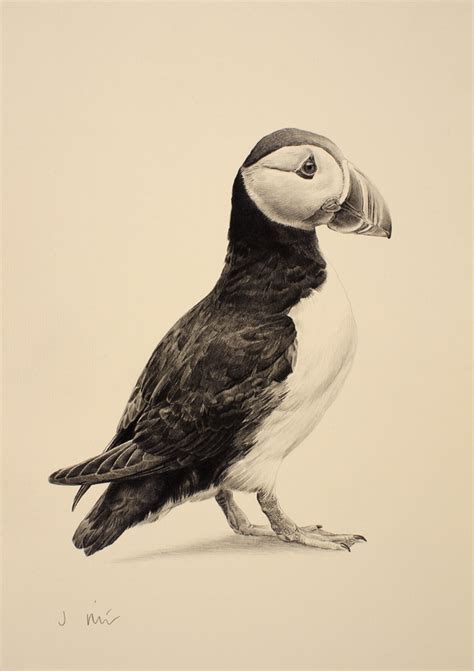 Puffin Drawing At Getdrawings Free Download